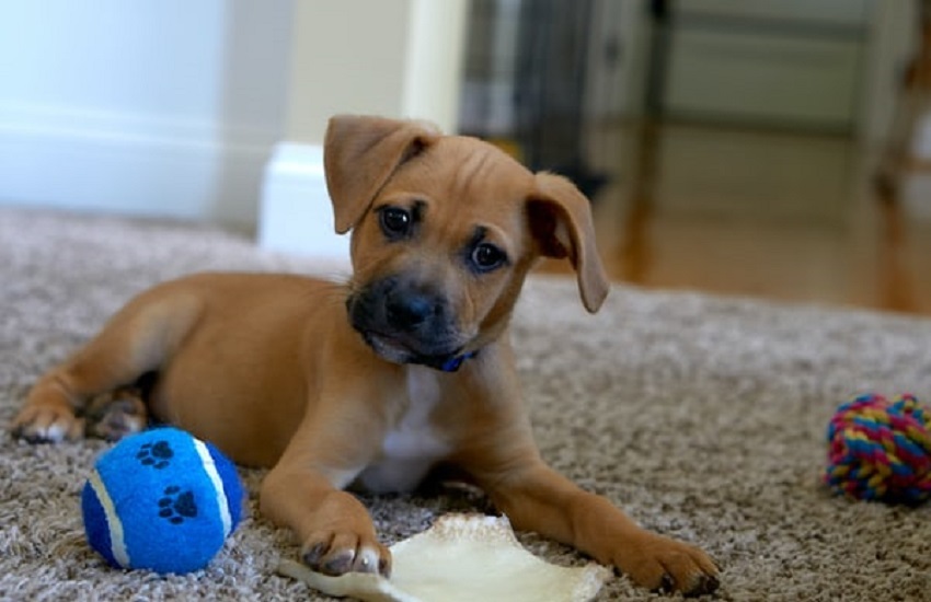 Základní výcvik štěněte